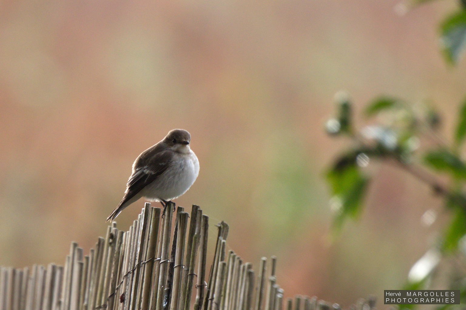 Gobe mouche noir-03.jpg